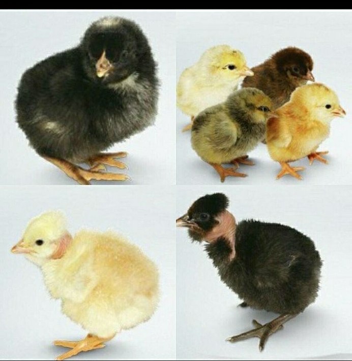 Розовая курица