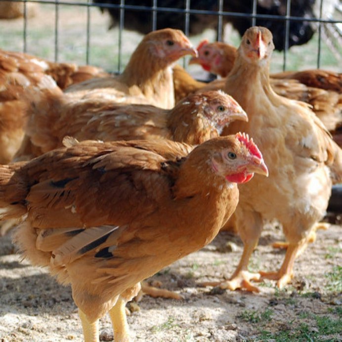 Петух Ломан Браун