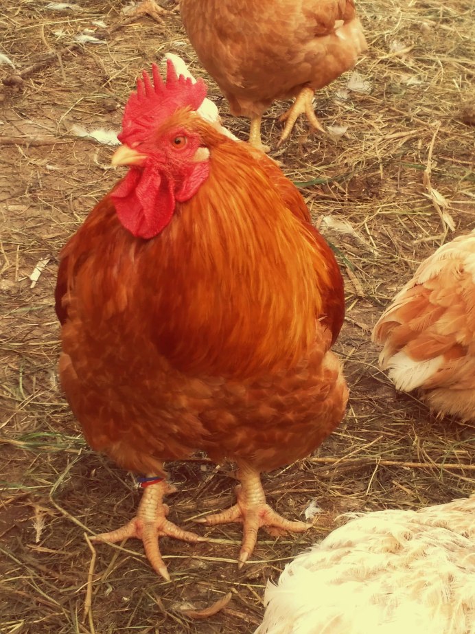 Карликовый петушок