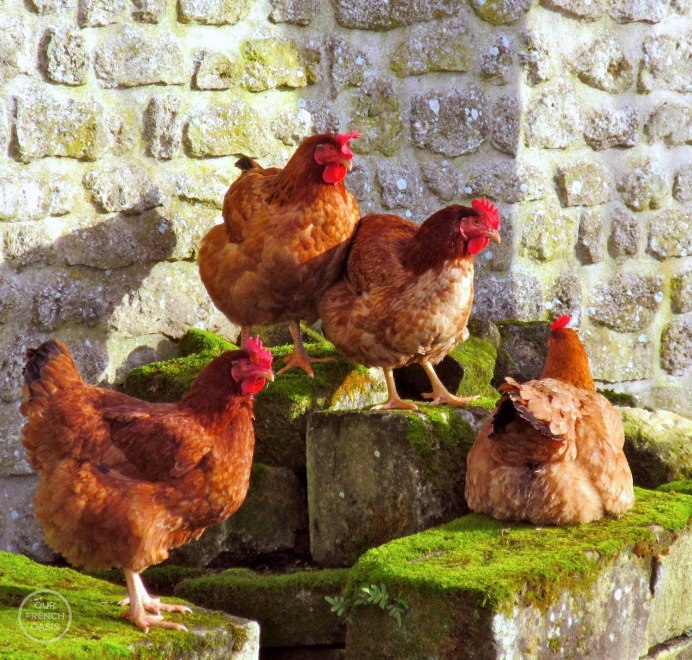 Аям Цемани - черная экзотика