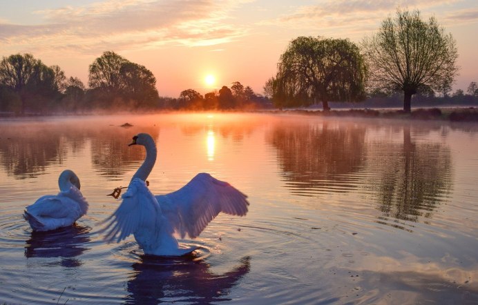 Птичка над водой