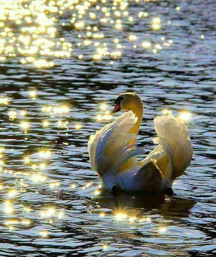 Лебеди в природе взлетающие с воды