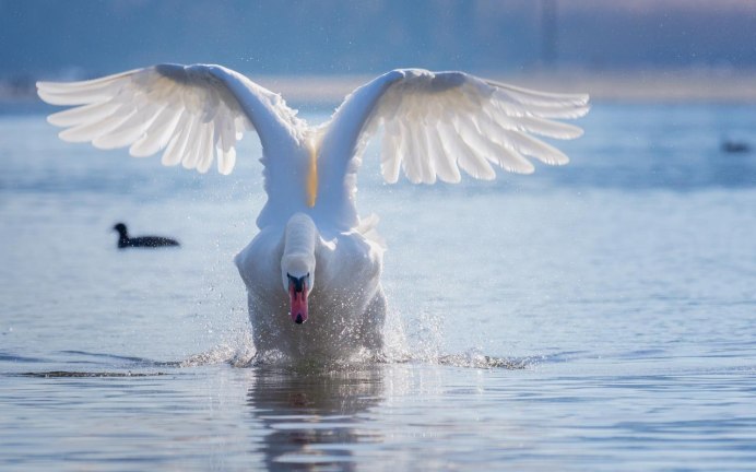 Отражение лебедя в воде
