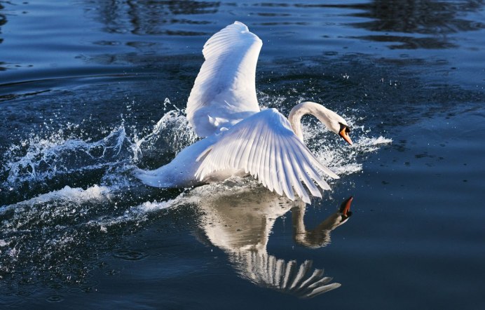 Лебедь взлетает с воды