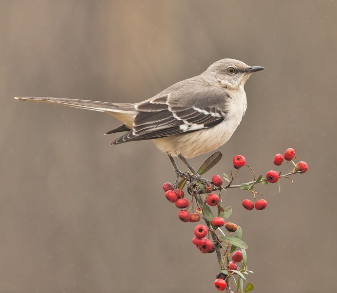 Серая птица с коричневой спиной