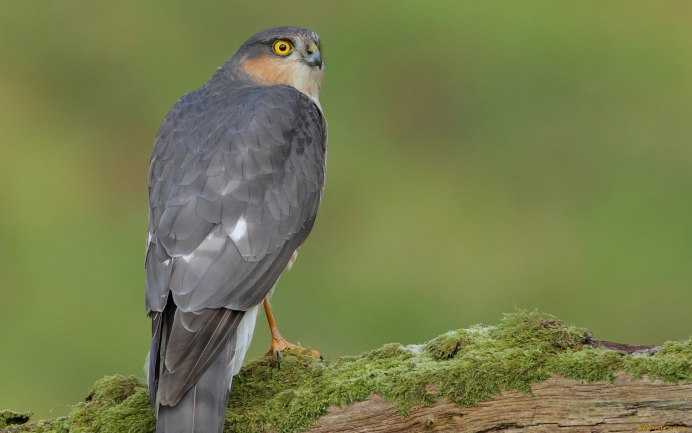 Серая ворона