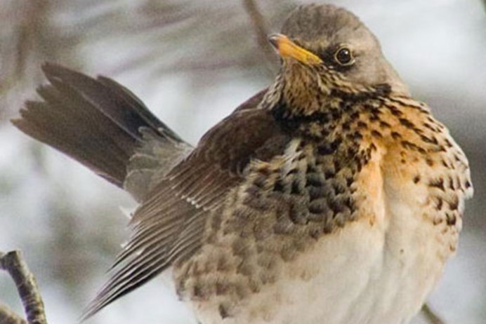 Зарянка горихвостка