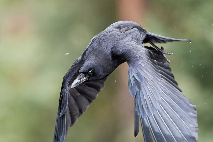 Лесная птица Кемерово