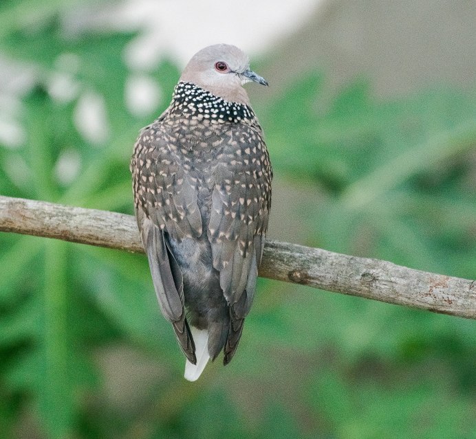 Зарянка Малиновка горихвостка