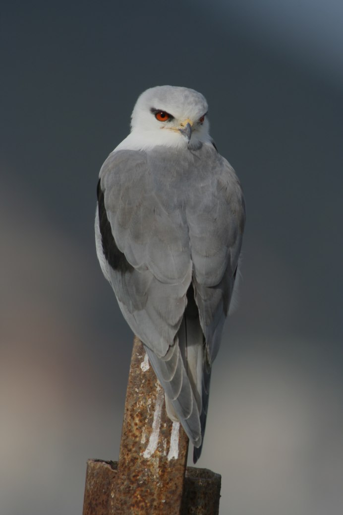 Исполинский ворон