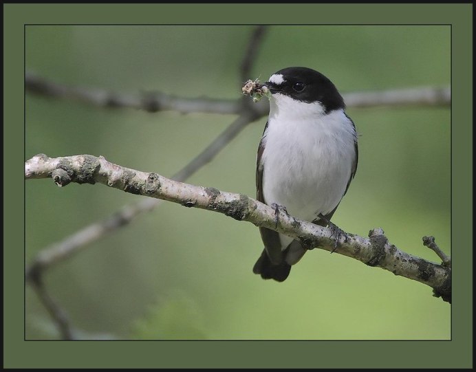 Corvus Corax птица
