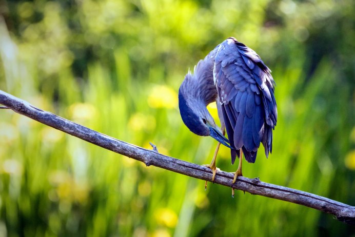 Белощекая синица