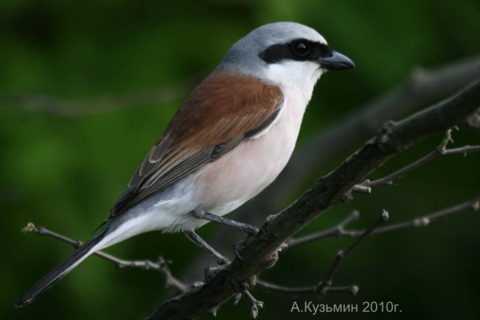 Белохвостая Зарянка