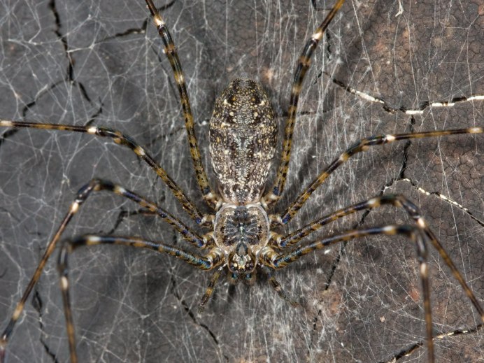 Hypochilus Bonneti
