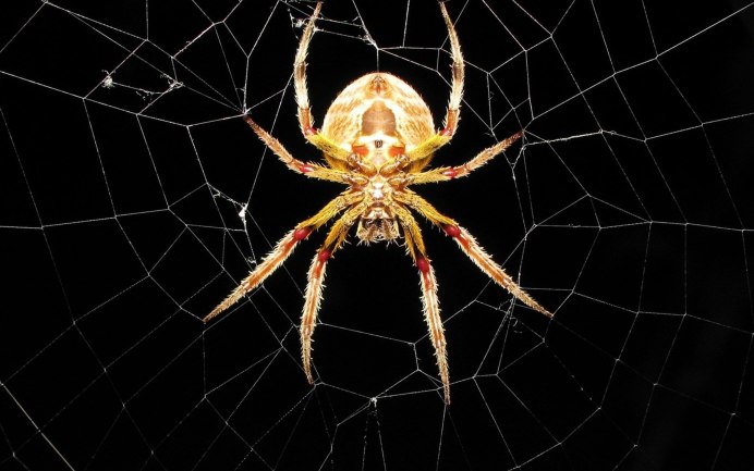 Hypochilus petrunkevitchi