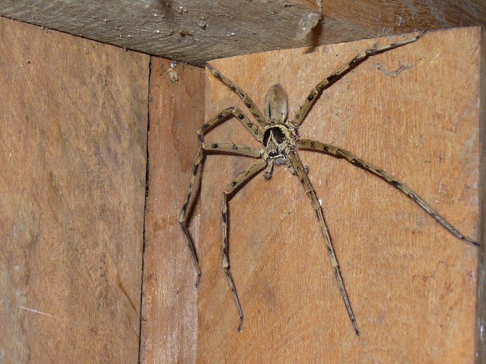 Hypochilus Bonneti