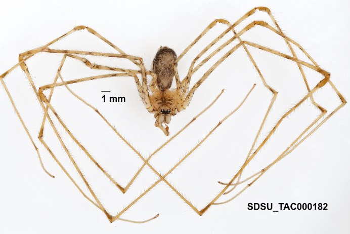 Hypochilus petrunkevitchi