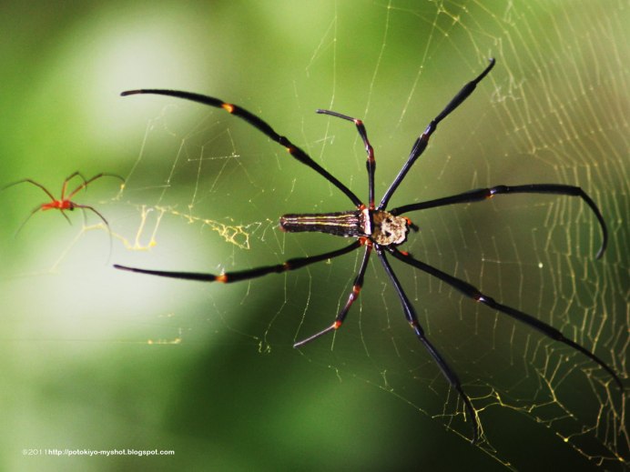 Heteropoda venatoria паук