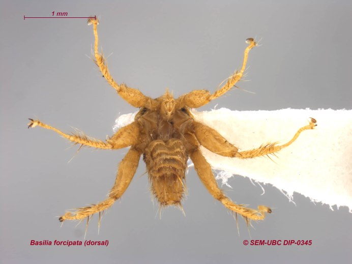 Nycteribiidae строение