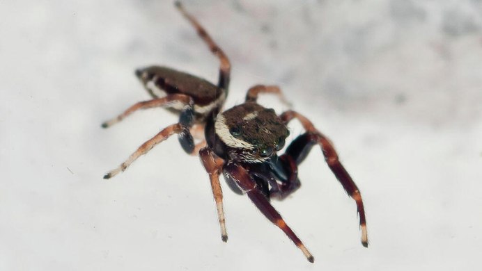 Phidippus Audax (паук-скакун) белый