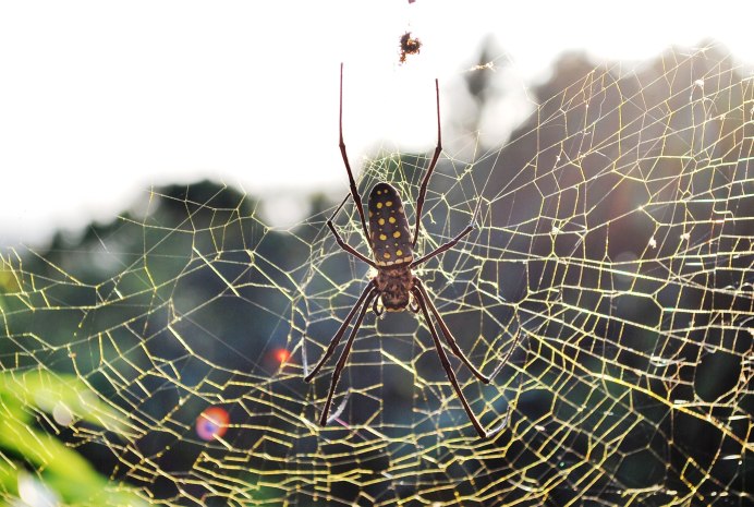Nephila пауки-кругопряды