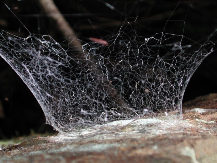 Hypochilus Bonneti
