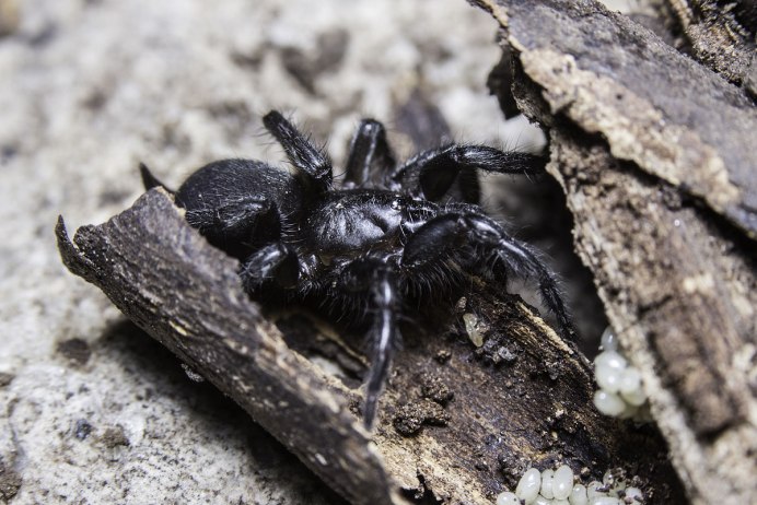 Паук-охотник (Sparassidae)