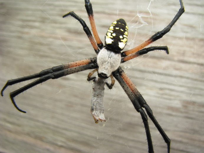 Nycteribiidae строение