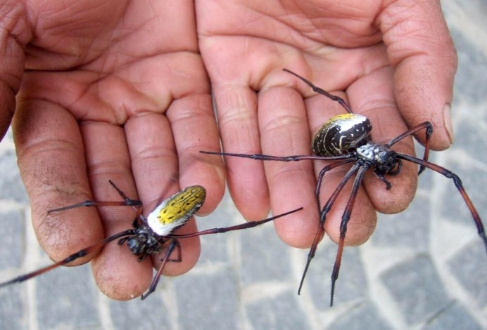 Diplura (пауки)