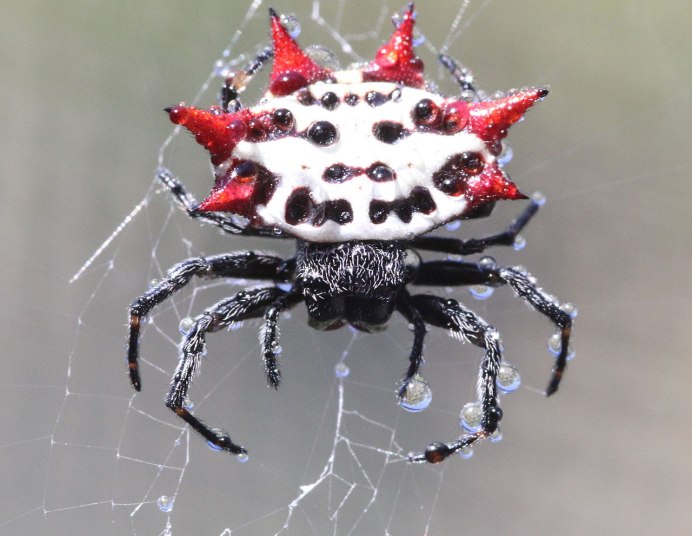 Паук золотопряд Nephila