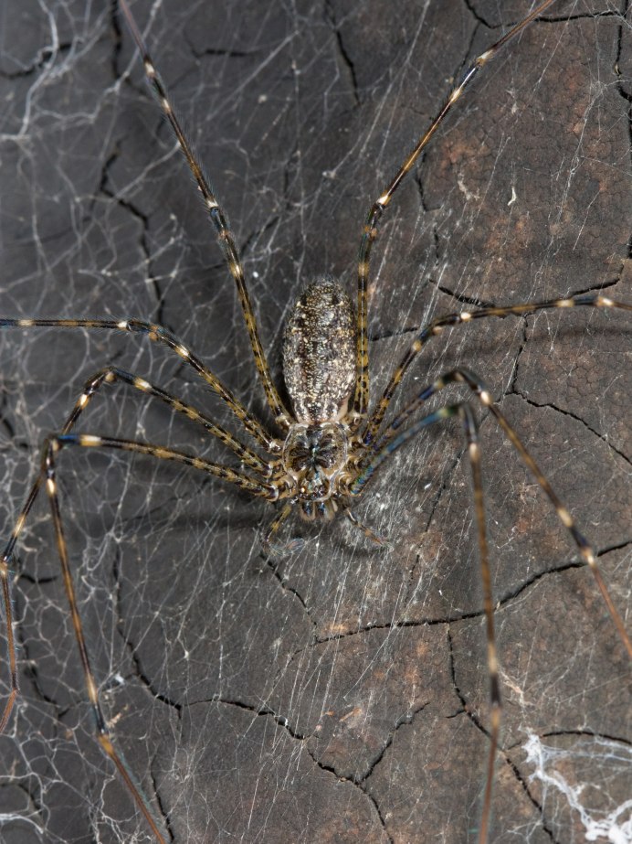 Hypochilus petrunkevitchi