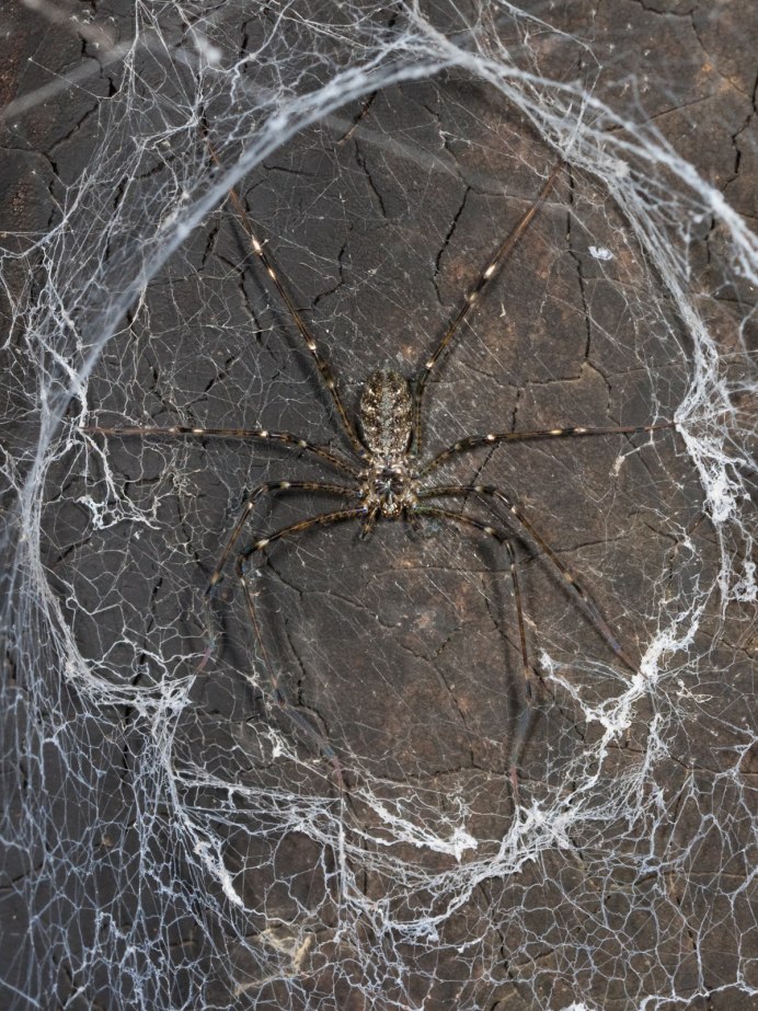 Hypochilus petrunkevitchi