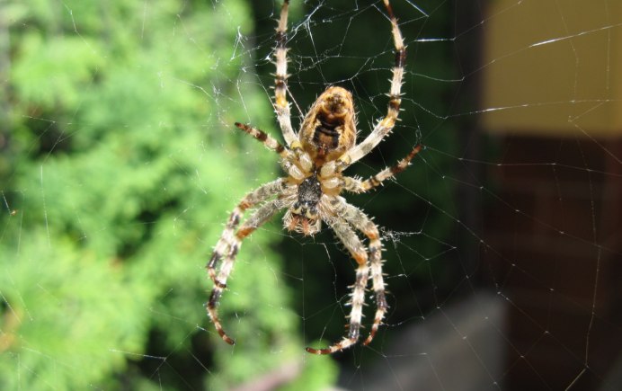 Паук золотопряд Nephila