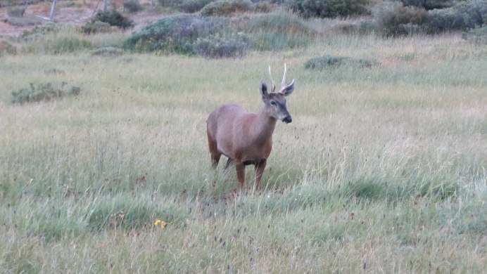 Уэмуль (Hippocamelus bisulcus)
