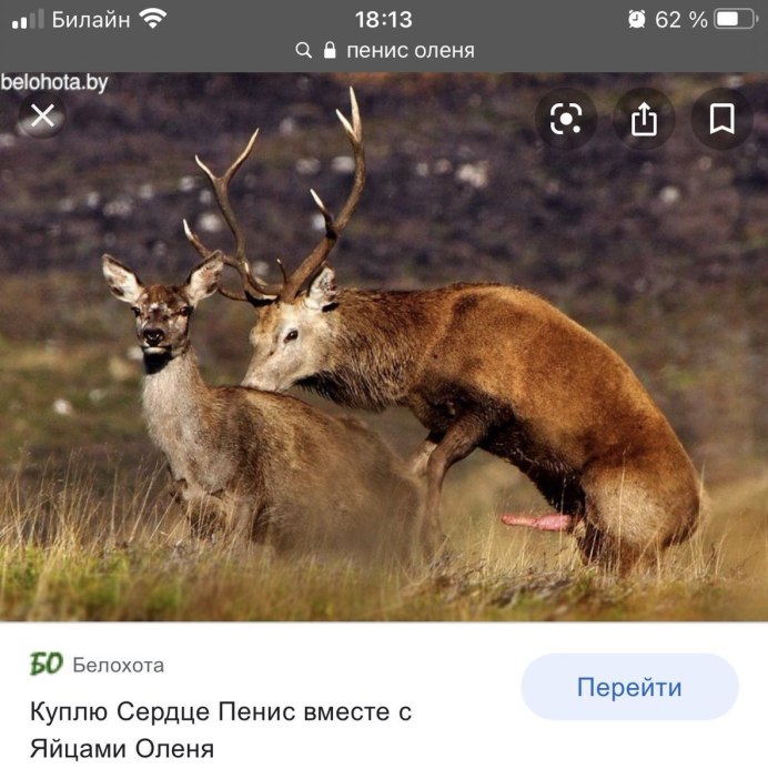 Благородный олень Великобритании
