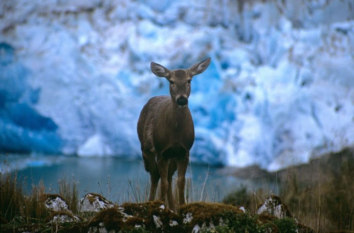 Kangaroo Sheep