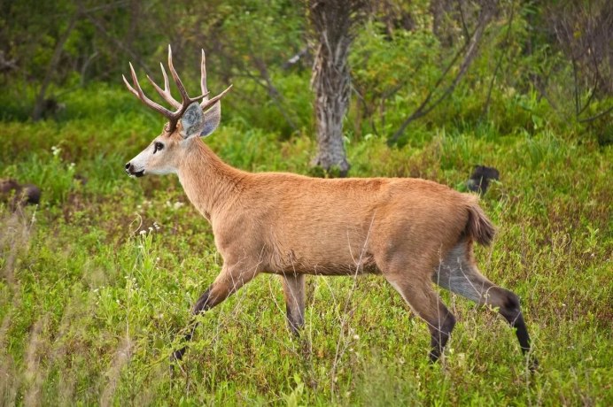 Пампасский олень в Южной Америке