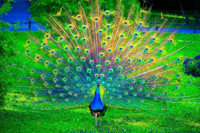 Павлин (Pavo cristatus)