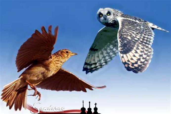 Сова vs Жаворонок
