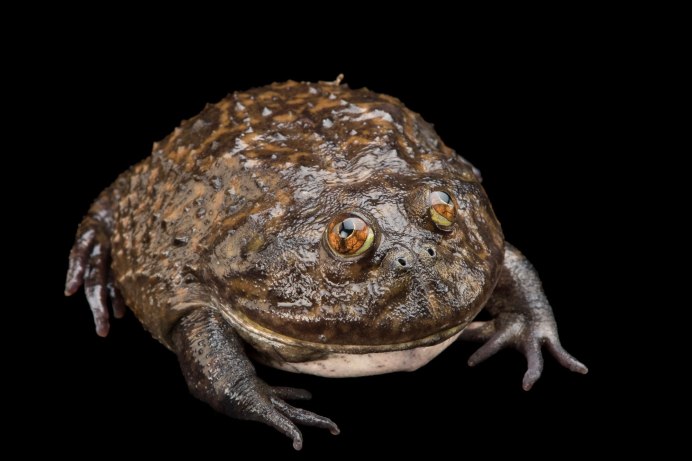 Pepe сыщик