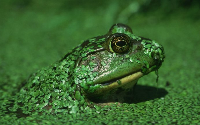 Лягушка Rana sylvatica