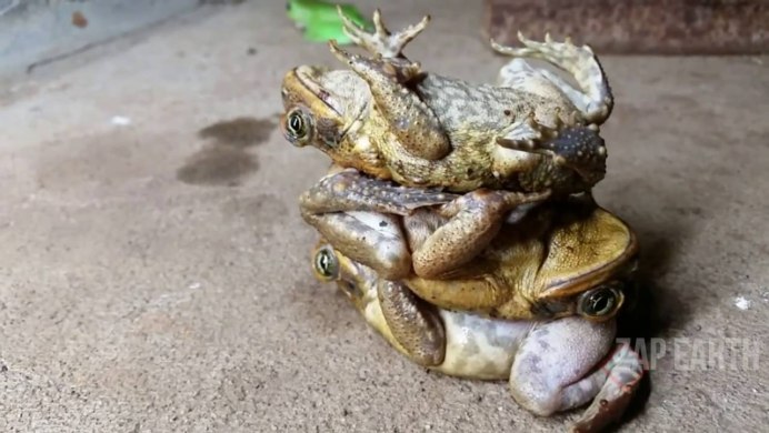 Battletoads Rash avatar