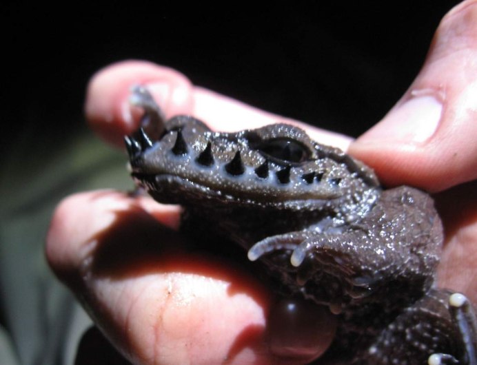 Trichobatrachus robustus
