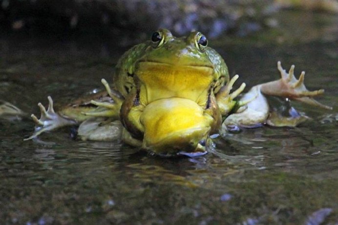 Monka Pepe