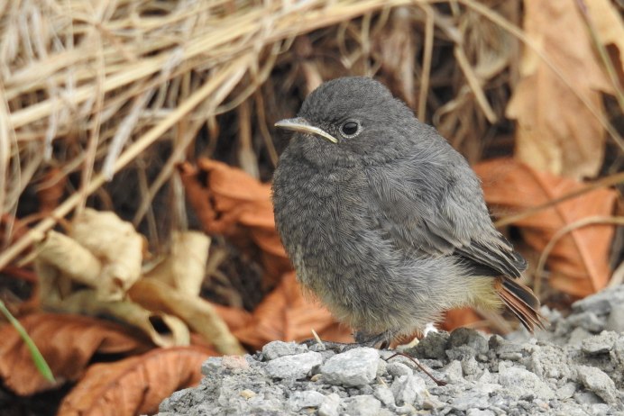 Сойка garrulus glandarius l.