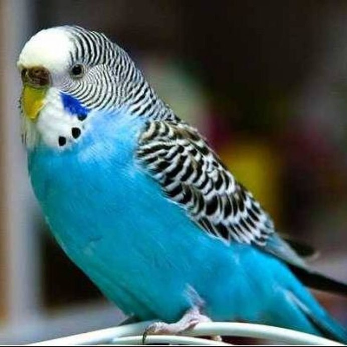 Голубой волнистый попугайчик