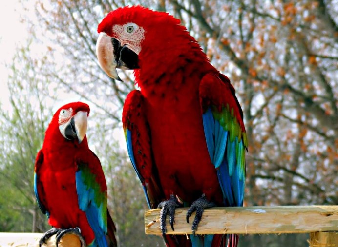 Blue Macaw попугай