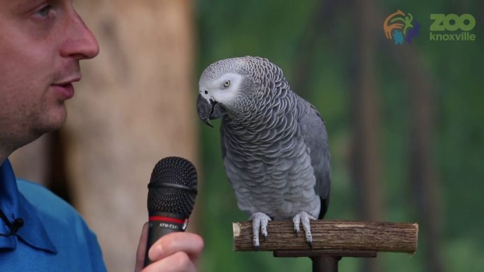 Королевский жако