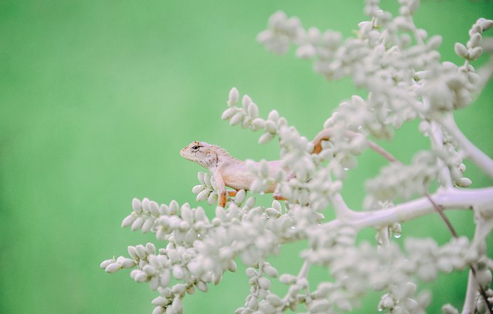 Ящерица Lilly White