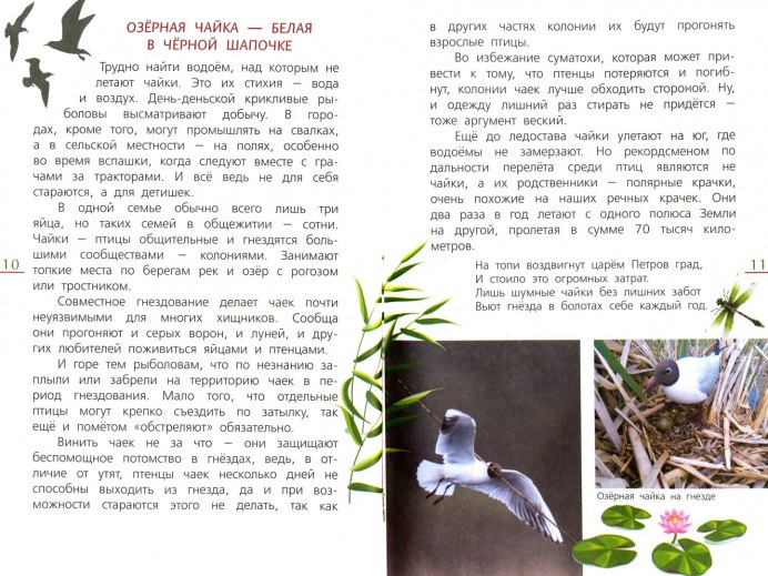 Белая Чайка с черными пятнами в полете